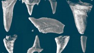 The 80.3-million-year-old fossil shark teeth from the Iron Age cultural layers of the City of David in Jerusalem, Israel, from the Rock Cut Pool dating to the 8-9th century BCE: (a) lamniform shark, Odontaspididae; (b, e-i) sharks, no taxonomic identification; (c) lamniform shark, Odontaspididae; (d) Squalicorax. Image credit: Tütken et al., doi: 10.3389/fevo.2020.570032.