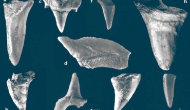 The 80.3-million-year-old fossil shark teeth from the Iron Age cultural layers of the City of David in Jerusalem, Israel, from the Rock Cut Pool dating to the 8-9th century BCE: (a) lamniform shark, Odontaspididae; (b, e-i) sharks, no taxonomic identification; (c) lamniform shark, Odontaspididae; (d) Squalicorax. Image credit: Tütken et al., doi: 10.3389/fevo.2020.570032.