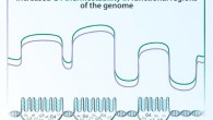 Illustration showing trends in the levels of purifying selection (purple) and thermostability (green) in G-quadruplexes across different regions of the genome (shown at bottom). Image credit: Kateryna Makova & Dani Zemba, Penn State.
