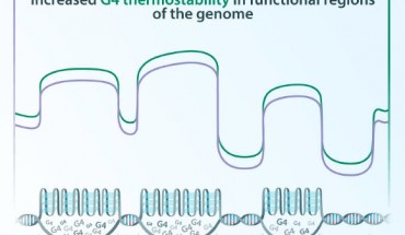 Illustration showing trends in the levels of purifying selection (purple) and thermostability (green) in G-quadruplexes across different regions of the genome (shown at bottom). Image credit: Kateryna Makova & Dani Zemba, Penn State.