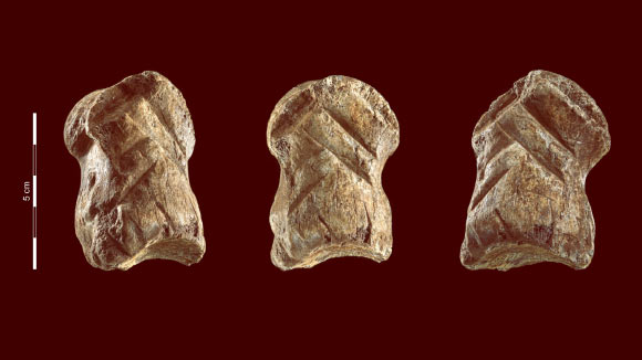 The engraved giant deer phalanx from a Late Middle Paleolithic context at Einhornhöhle, Lower Saxony, Germany. Image credit: Leder et al., doi: 10.1038/s41559-021-01487-z.