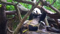 A special feature in the feeding behavior of the giant panda (Ailuropoda melanoleuca), related to eating bamboo, is the habit to skim the outer green skin of the hard bamboo culm; although the feeding preferences have a seasonal shift, the culm is consumed and skinned during all the year; while eating culm, the outer skin is removed for reasons which until now have remained poorly understood. This image shows a male giant panda named Xiao Liwu at San Diego Zoo. Image credit: Sci-News.com.