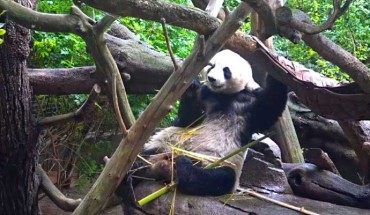 A special feature in the feeding behavior of the giant panda (Ailuropoda melanoleuca), related to eating bamboo, is the habit to skim the outer green skin of the hard bamboo culm; although the feeding preferences have a seasonal shift, the culm is consumed and skinned during all the year; while eating culm, the outer skin is removed for reasons which until now have remained poorly understood. This image shows a male giant panda named Xiao Liwu at San Diego Zoo. Image credit: Sci-News.com.