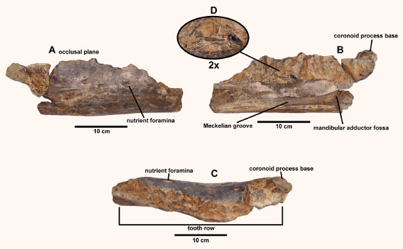 The right dentary of Portellsaurus sosbaynati: (A) labial, (B) lingual, and (C) occlusal views, (D) enlargement (2x) of a dental crown fragment at the tooth row. Scale bar - 10 cm. Image credit: Santos-Cubedo et al., doi: 10.1371/journal.pone.0253599.