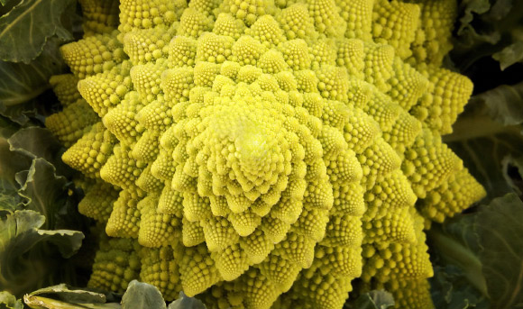 The Romanesco cauliflower. Image credit: Marc Pascual.