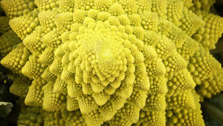 Unraveling the Fractal Mystery of Romanesco Cauliflowers