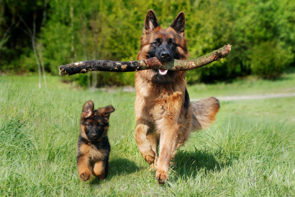 Salomons et al. found that dog puppies are more attracted to humans, read human gestures more skillfully, and make more eye contact with humans than wolf puppies. Image credit: Anja Gh.