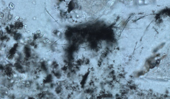 The 3.42-billion-year-old filamentous microfossils from the Barberton Greenstone Belt in South Africa. Image credit: Cavalazzi et al., doi: 10.1126/sciadv.abf3963.