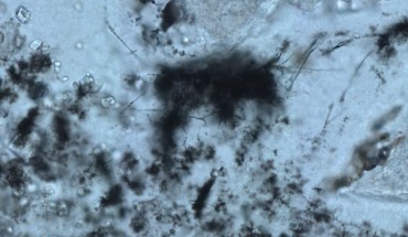 The 3.42-billion-year-old filamentous microfossils from the Barberton Greenstone Belt in South Africa. Image credit: Cavalazzi et al., doi: 10.1126/sciadv.abf3963.
