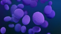 Candida albicans. Image credit: Stephanie Rossow / Antibiotic Resistance Coordination and Strategy Unit, CDC.