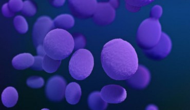 Candida albicans. Image credit: Stephanie Rossow / Antibiotic Resistance Coordination and Strategy Unit, CDC.