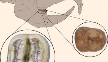 This artist’s reconstruction shows the likely position of the fossil molars in the skull of Caribeomys merzeraudi. Image credit: Jorge Velez-Juarbe.
