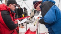 Yao Tandong, left, and Lonnie Thompson, right, process an ice core drilled from the Guliya ice cap in the Tibetan Plateau in 2015. Image credit: Lonnie Thompson.