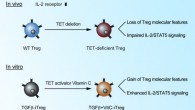Genomic analyses of wildtype and TET-deficient Treg cells, and iTreg cells treated with the TET activator vitamin C, show that TET proteins are essential for the maintenance of Treg signatures and IL-2/STAT5 signaling. Image credit: Yue et al., doi: 10.15252/embr.202152716.