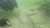 Preserved alignment of flat stones in the Treporti Channel in the Venice Lagoon, Italy. Image credit: Madricardo et al., doi: 10.1038/s41598-021-92939-w.