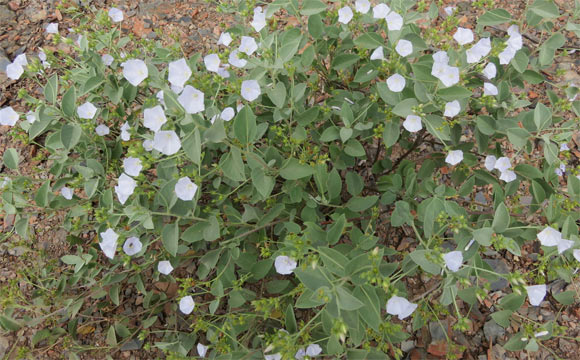 Jaquemontia chuquisacensis. Image credit: John Pink.