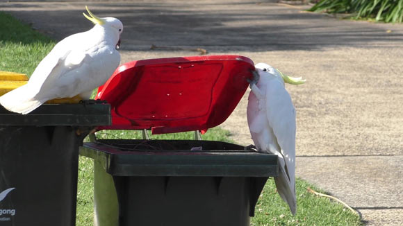A sulphur-crested cockatoo (Cacatua galerita) opening the lid of a household waste bin using one of many different opening techniques; this bird holds the lid with the bill and its left foot; a second bird is observing it closely. Image credit: Klump et al., doi: 10.1126/science.abe7808.