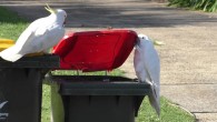 A sulphur-crested cockatoo (Cacatua galerita) opening the lid of a household waste bin using one of many different opening techniques; this bird holds the lid with the bill and its left foot; a second bird is observing it closely. Image credit: Klump et al., doi: 10.1126/science.abe7808.