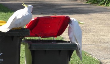 A sulphur-crested cockatoo (Cacatua galerita) opening the lid of a household waste bin using one of many different opening techniques; this bird holds the lid with the bill and its left foot; a second bird is observing it closely. Image credit: Klump et al., doi: 10.1126/science.abe7808.