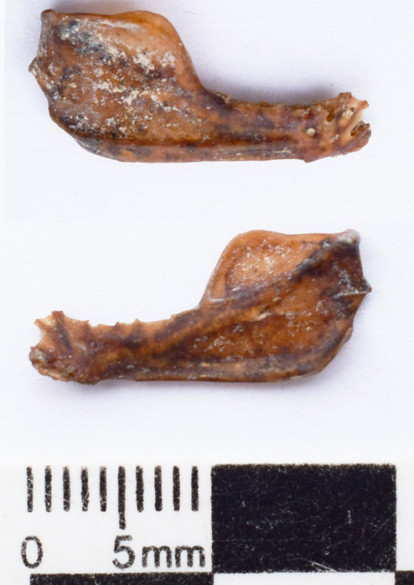 The fossilized jaw of Desmodus draculae. Image credit: Museo de Ciencias Naturales de Miramar.