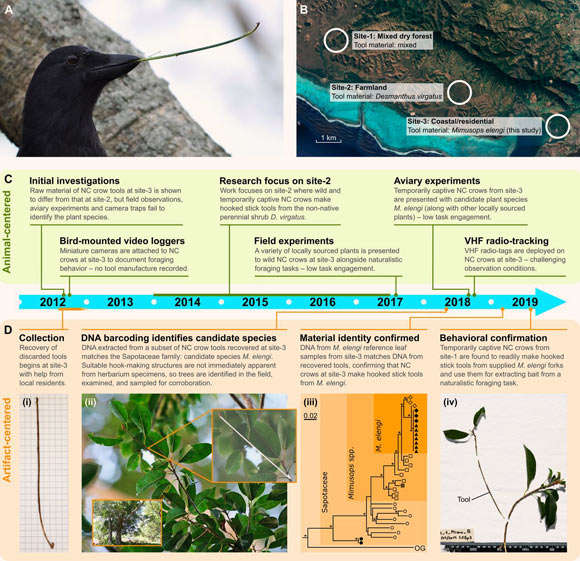 Identifying the raw material used by wild New Caledonian crows for manufacturing hooked stick tools: (A) New Caledonian crow holding a hooked stick tool manufactured from Desmanthus virgatus at site-2; (B) satellite photograph showing study sites on the west coast of Grande Terre, New Caledonia; (C) timeline of animal-centered approaches employed while attempting to identify the tool material used at site-3, with short explanations for their limited success; (D)  timeline of the artifact-centered, DNA barcoding approach which ultimately led to successful material identification; (i) hooked stick tool recovered at site-3; (ii) Mimusops elengi trees, with close-up of a forked terminal branch, which would be suitable for tool manufacture; (iii) simplified maximum-likelihood ITS phylogenetic tree detailing clustering of tool samples and a subset of reference data; (iv) ‘refit’ of a hooked stick tool made from Mimusops elengi material by a temporarily captive crow from site-1: the tool is displayed along with stem and plant debris which were discarded by the crow during the manufacture process. Scale in mm. Image credit: Steele et al., doi: 10.1073/pnas.2020699118.