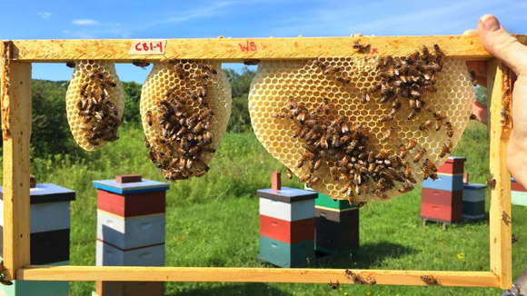 Honeybees begin constructing honeycombs in multiple locations, which they will eventually bridge together. Image credit: Michael Smith / Cornell University.