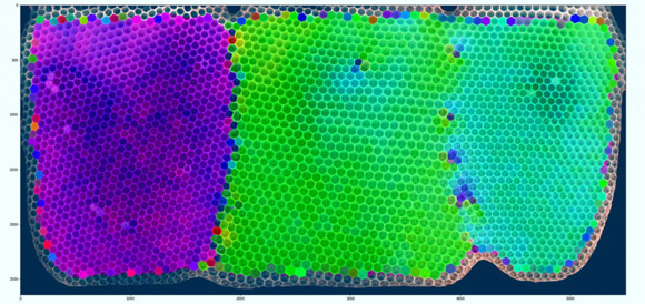 Cells marked with different colors to show their orientations reveal how different patches in the comb are built with a consistent tilt when the bees merge two patches; note that irregular five- and seven-sided cells are also used along the merge lines. Image credit: Kirstin Petersen / Nils Napp / Cornell University.