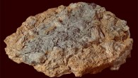Some of the exquisitely preserved 167-million-year-old echinoderms from the Cotswolds area, England. Image credit: Trustees of the Natural History Museum, London.