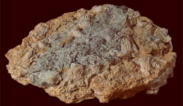 Some of the exquisitely preserved 167-million-year-old echinoderms from the Cotswolds area, England. Image credit: Trustees of the Natural History Museum, London.
