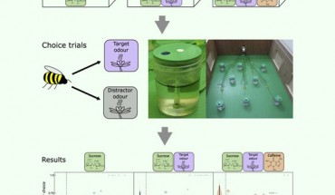 Feeding bumblebees caffeine helps them better remember the smell of a specific flower with nectar inside. Image credit: Arnold et al., doi: 10.1016/j.cub.2021.06.068.