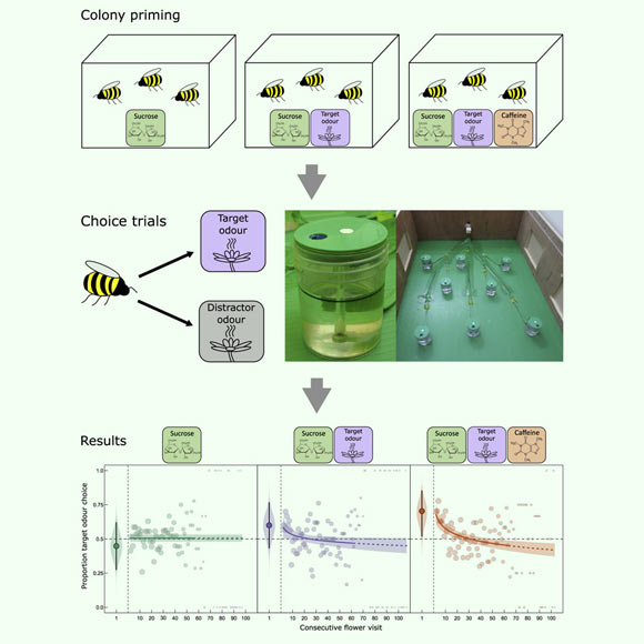 Feeding bumblebees caffeine helps them better remember the smell of a specific flower with nectar inside. Image credit: Arnold et al., doi: 10.1016/j.cub.2021.06.068.