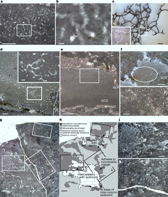 Characteristics and distribution of Little Dal structures in stratigraphically oriented 30-μm-thick thin sections. Image credit: E.C. Turner, doi: 10.1038/s41586-021-03773-z.