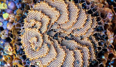 Tetragonula carbonaria combs. Image credit: Tobias Smith.