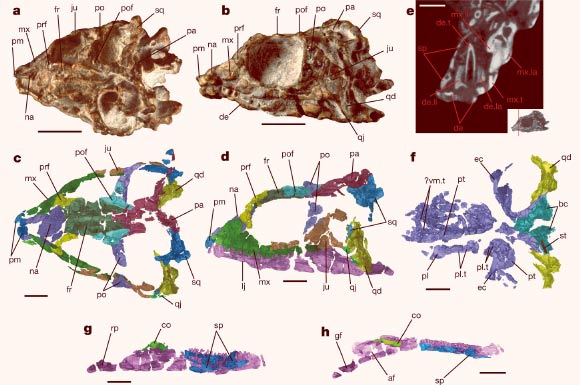 Holotype of Taytalura alcoberi. Image credit: Martínez et al., doi: 10.1038/s41586-021-03834-3.