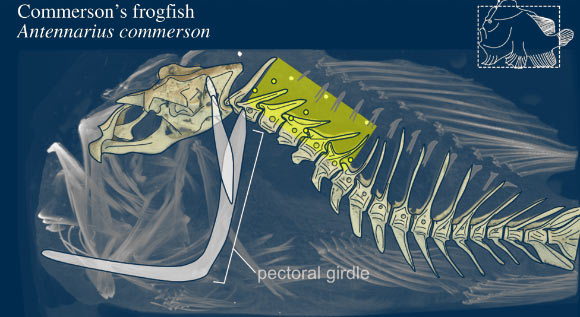 Craniovertebral skeleton of the Commerson’s frogfish (Antennarius commerson). Image credit: Ariel L. Camp, doi: 10.1098/rspb.2021.1091.