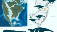 Geographic setting of the Merchantville dinosaur fauna: (a) map of North American during the Campanian stage of the Late Cretaceous epoch, showing the location of New Jersey and Delaware; (b) map of New Jersey and Delaware showing the locations from which the described specimens were recovered; (c) diagram showing preserved bones (in white) and relative sizes of (from left to right) the tyrannosaur and the hadrosaurid (adult, juvenile). Image credit: Chase Doran Brownstein, doi: 10.1098/rsos.210127.