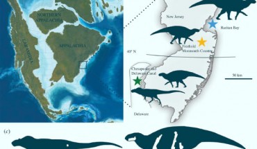 Geographic setting of the Merchantville dinosaur fauna: (a) map of North American during the Campanian stage of the Late Cretaceous epoch, showing the location of New Jersey and Delaware; (b) map of New Jersey and Delaware showing the locations from which the described specimens were recovered; (c) diagram showing preserved bones (in white) and relative sizes of (from left to right) the tyrannosaur and the hadrosaurid (adult, juvenile). Image credit: Chase Doran Brownstein, doi: 10.1098/rsos.210127.