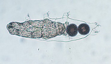 Hypsibius exemplaris. Image credit: Tarushika Vasanthan & Jonathon Stone, doi: 10.22120/jwb.2020.96855.1037.