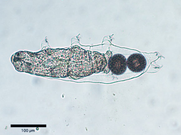 Hypsibius exemplaris. Image credit: Tarushika Vasanthan & Jonathon Stone, doi: 10.22120/jwb.2020.96855.1037.
