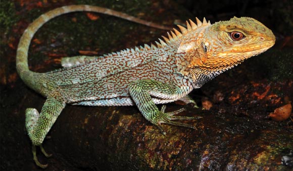 Holotype of the Feiruz wood lizard (Enyalioides feiruzae). Image credit: P.J. Venegas.