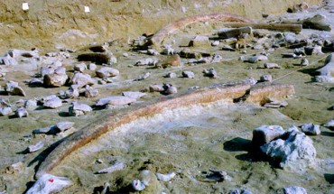 Tusks of straight-tusked elephants (Palaeoloxodon antiquus) and small objects at the site of Castel di Guido, Italy. Image credit: Villa et al., doi: 10.1371/journal.pone.0256090.
