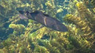 The bowfin (Amia calva). Image credit: U.S. Fish and Wildlife Services.