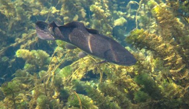 The bowfin (Amia calva). Image credit: U.S. Fish and Wildlife Services.