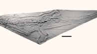 Tsoabichi greenriverensis, cast of specimen in private collection. Scale bar - 5 cm. Image credit: Christopher A. Brochu, doi: 10.1080/02724634.2010.483569.
