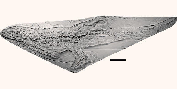 Tsoabichi greenriverensis, cast of specimen in private collection. Scale bar - 5 cm. Image credit: Christopher A. Brochu, doi: 10.1080/02724634.2010.483569.