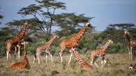 A group of giraffes. Image credit: Zoe Muller.