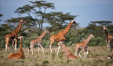 A group of giraffes. Image credit: Zoe Muller.