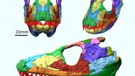 Digital recreation of the skull of Whatcheeria deltae. Image credit: James Rawson / Laura Porro / Elizabeth Martin-Silverstone / Emily Rayfield.