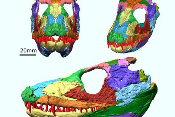 Digital recreation of the skull of Whatcheeria deltae. Image credit: James Rawson / Laura Porro / Elizabeth Martin-Silverstone / Emily Rayfield.