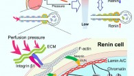 Watanabe et al. show that the enigmatic baroreceptor is a nuclear mechanotransducer that resides in the renin cells per se and is responsible for the sensing and transmission of extracellular physical forces directly to the chromatin of renin cells via lamin A/C to regulate renin gene expression, renin bioavailability, and homeostasis. Image credit: Watanabe et al., doi: 10.1161/CIRCRESAHA.120.318711.